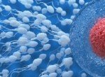 Донорство спермы в Курске